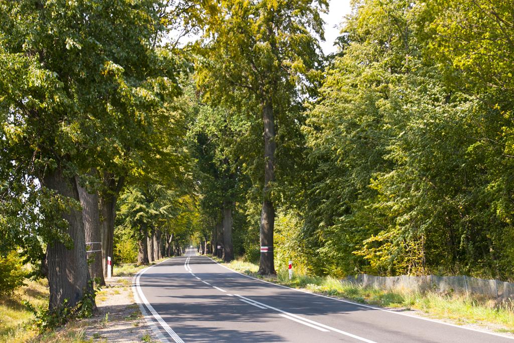 2miejsce jagoda bauman21024