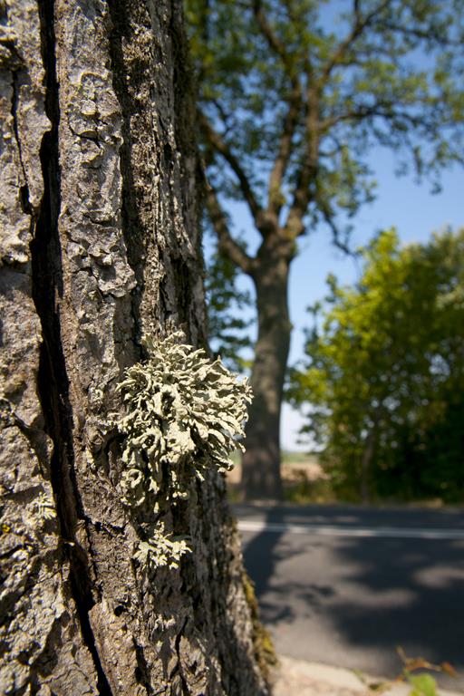 2miejsce jagoda bauman512