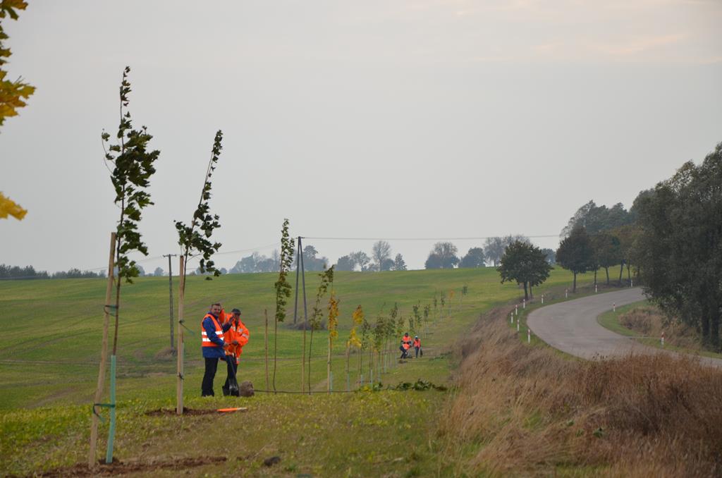 tysieczne drzew 11024